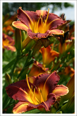 Taglilie-Hemerocallis - Feldware