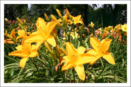 Hemerocallis - Feldware