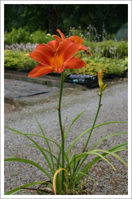 Hemerocallis - Topfware