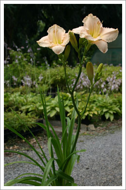 Taglilien - Hemerocallis - Topfware