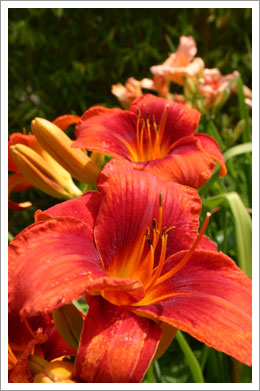 Taglilien (Hemerocallis)